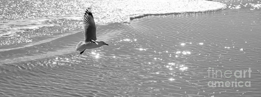 Seagull Photograph by Carole Lloyd