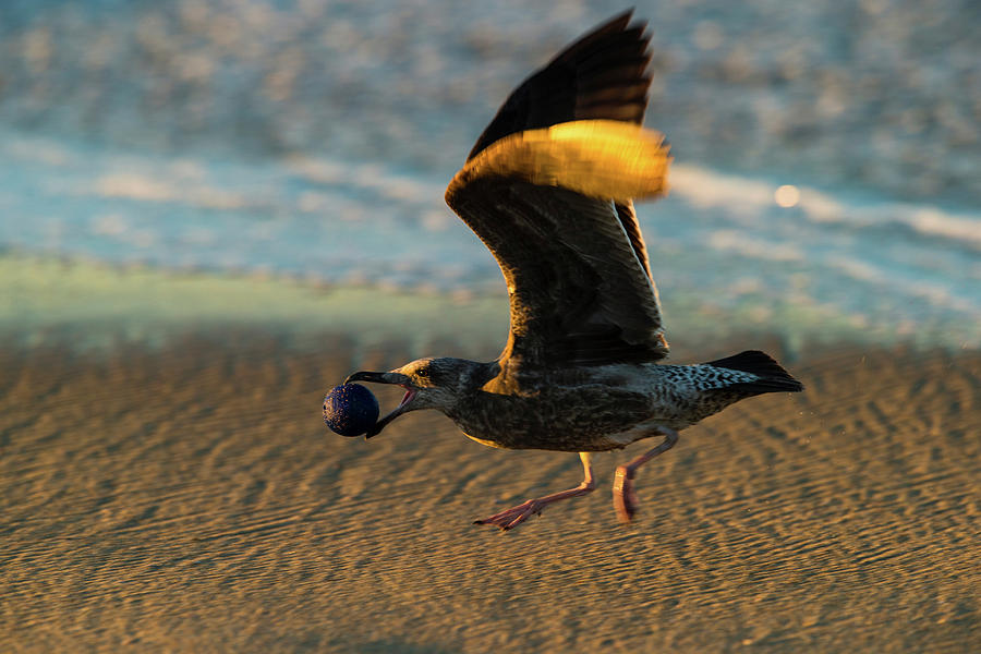 Seagull Carrying Stone Ball Photograph by Panoramic Images