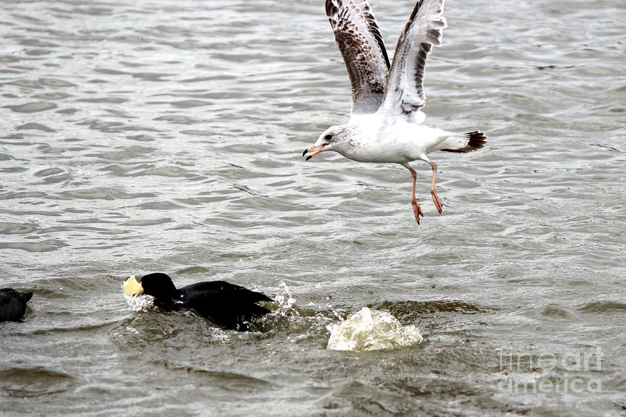 Seagull Chasing Coot For Food Photograph by Kathy  White
