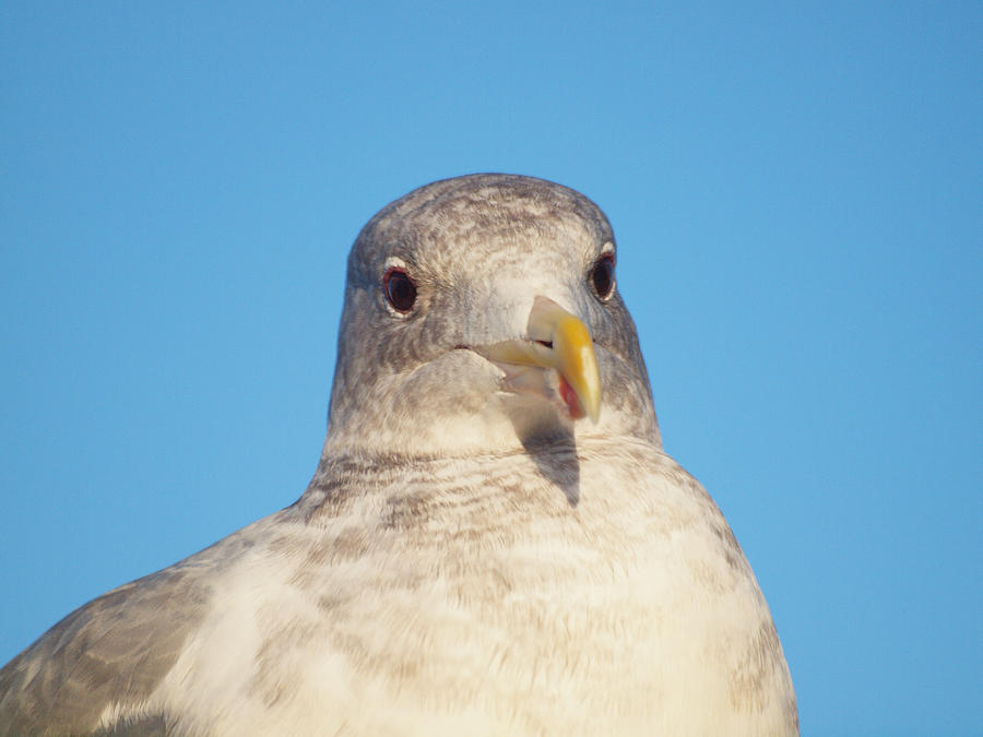 Seagull Closeup Photograph by HW Kateley