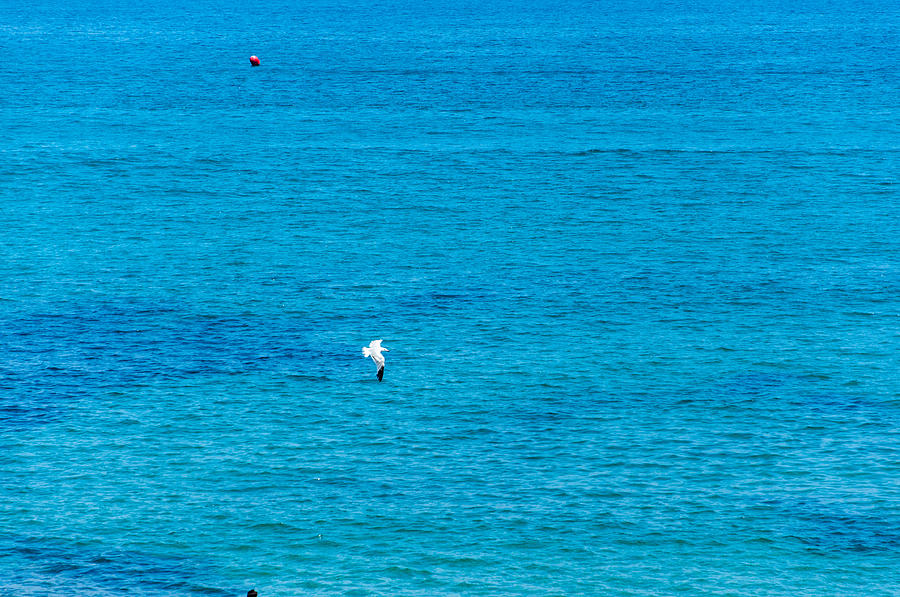 Seagull cruising over azure blue sea Photograph by Ingela Christina Rahm