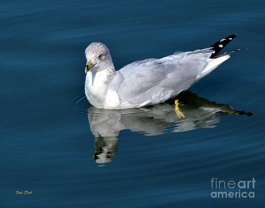 Seagull Digital Art by Dale   Ford
