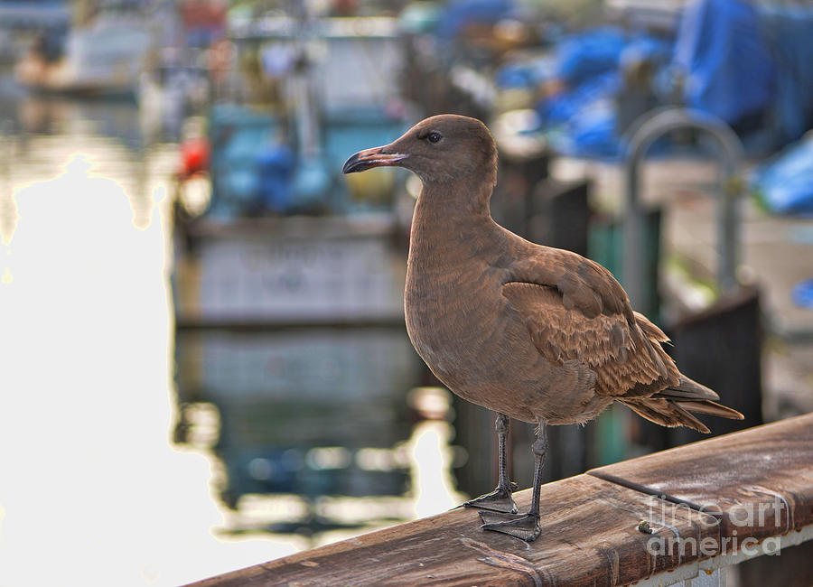 Seagull Photograph by Donna Greene