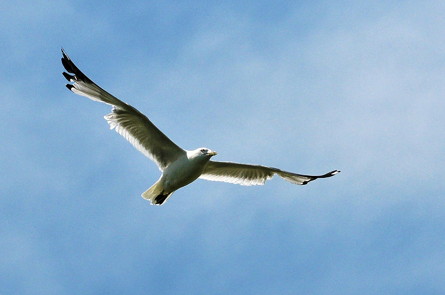 Seagull Photograph by Dragan Kudjerski