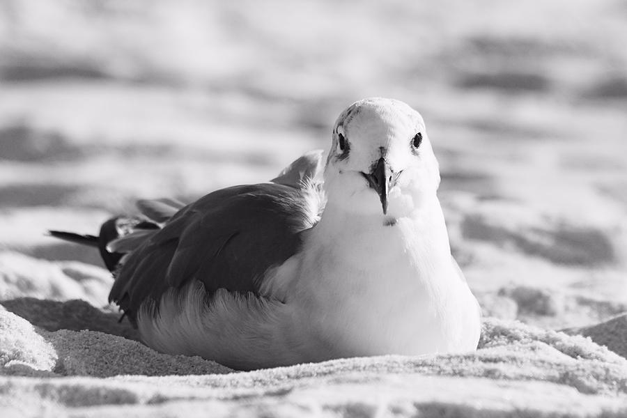 Seagull Photograph by Elizabeth Budd
