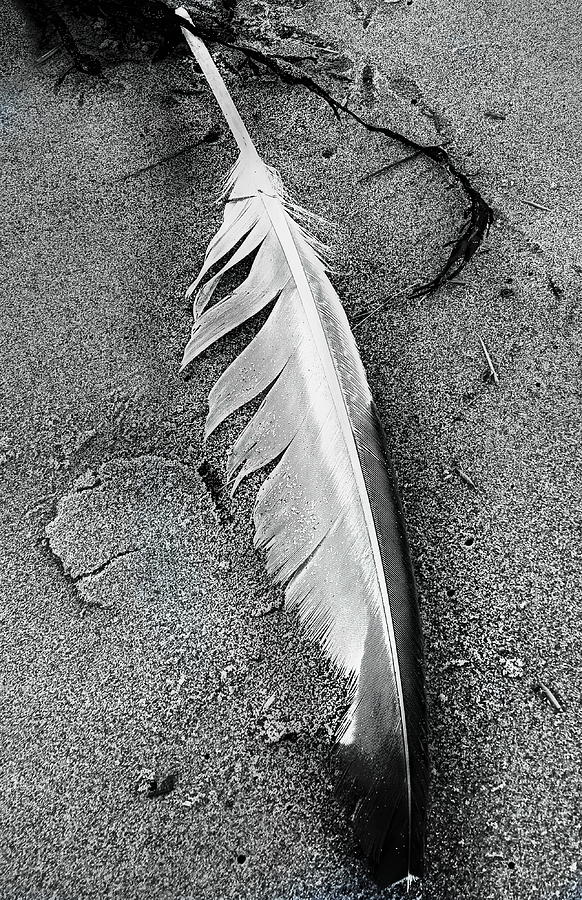 Seagull feather Photograph by Priscilla Batzell Expressionist Art Studio Gallery