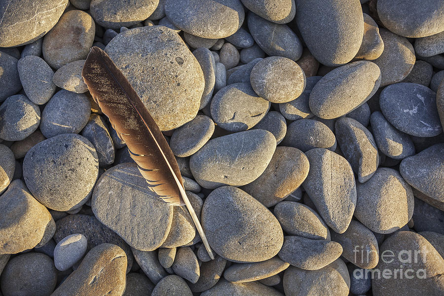 Seagull Feather on Ruby Beach Photograph by Bryan Mullennix