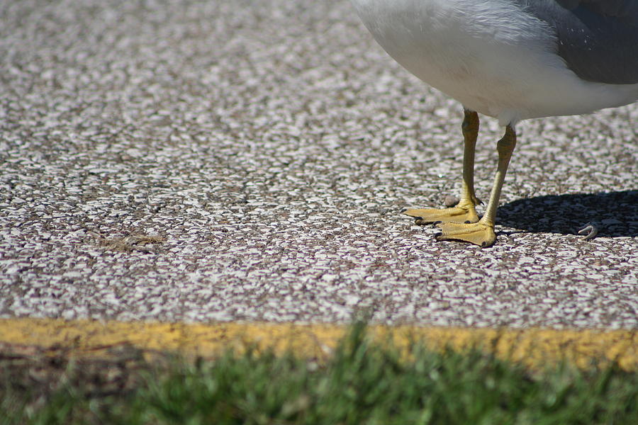 Yellow Seagull Feet Photograph by Valerie Collins