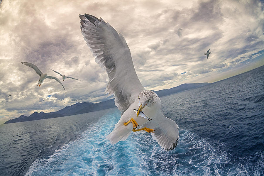 Seagull fishing Photograph by Nastasic