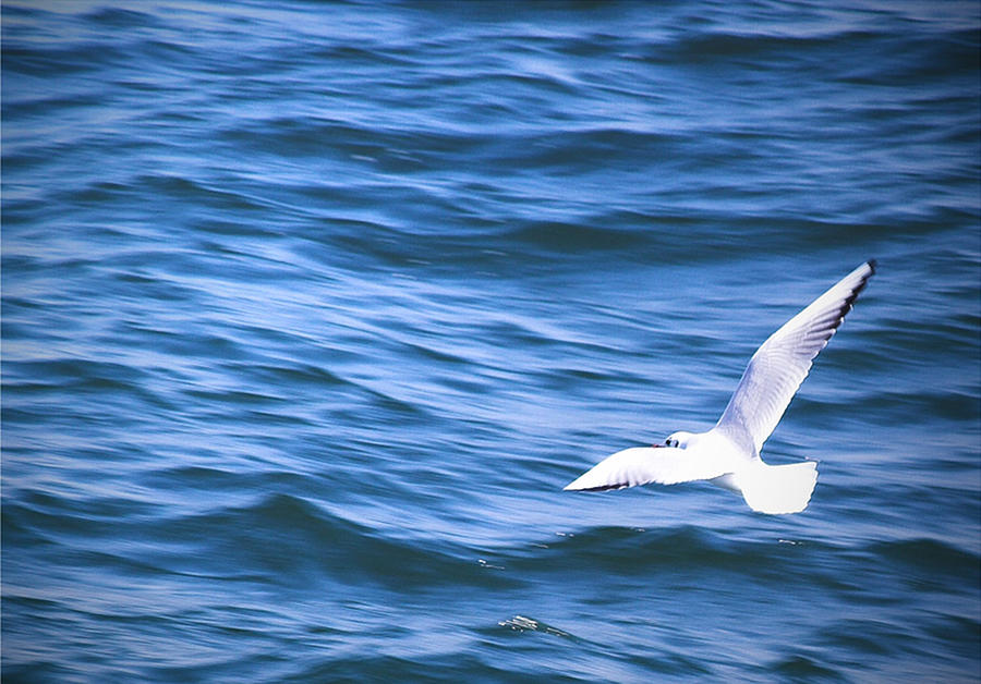 Seagull Photograph by Florentina Maria Popescu
