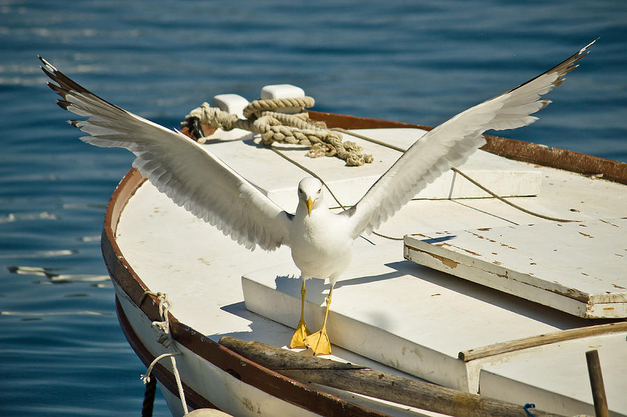 Seagull Flown Away From Boat Photograph by Brch Photography