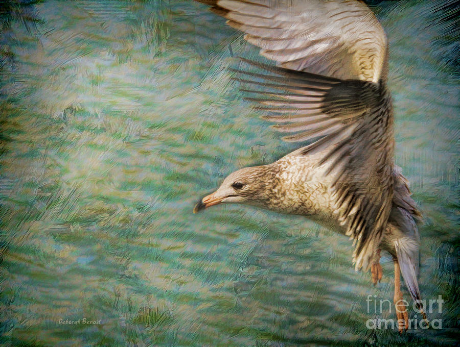 Seagull Flutter Photograph by Deborah Benoit