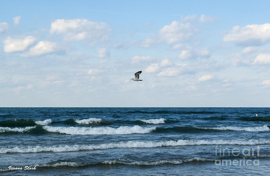 Seagull Flying Above Lake Michigan Photograph by Verana Stark