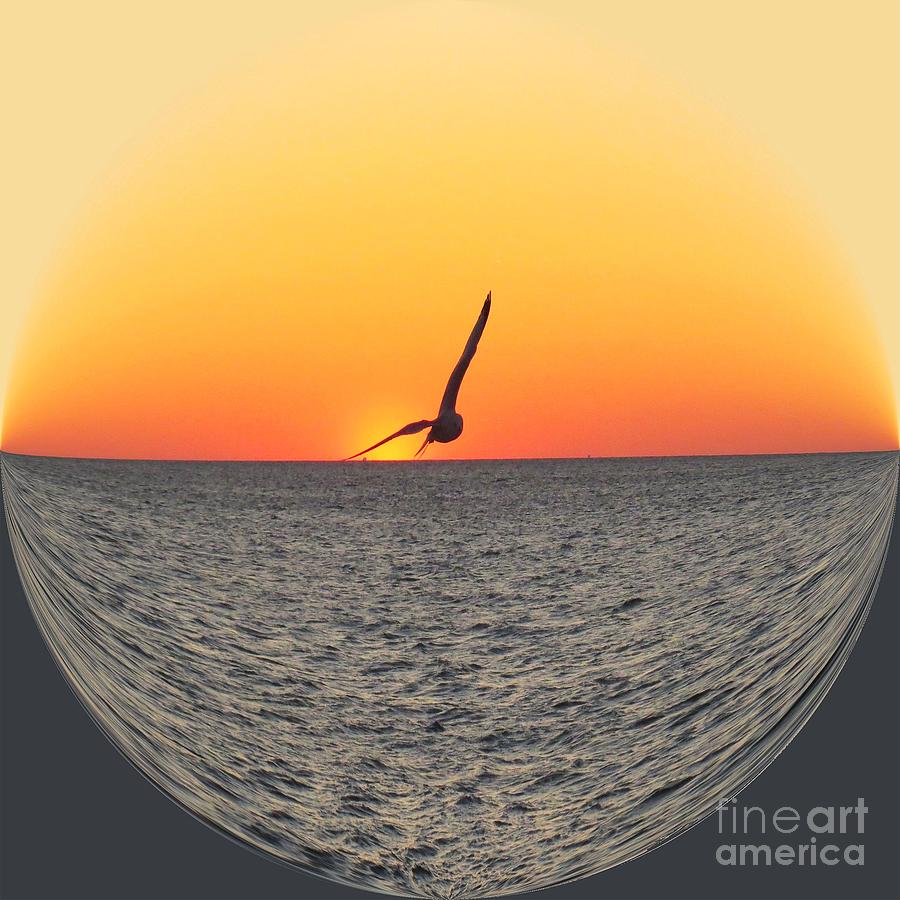 Seagull Flying at Sunset Photograph by Scott Cameron
