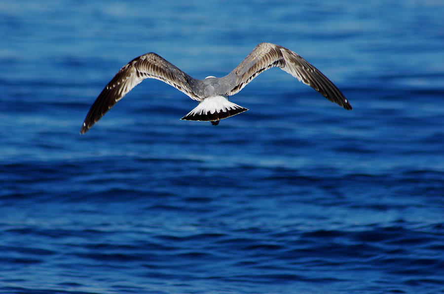 Seagull Flying Away Photograph by Camilla Fuchs