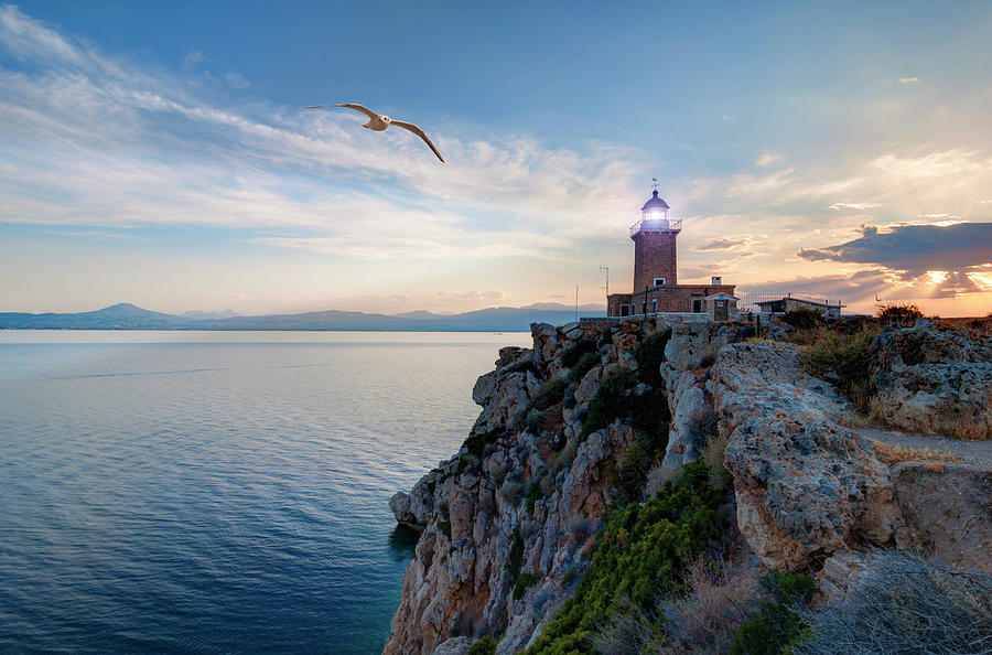 Seagull Flying By Photograph by Elias Kordelakos Photography