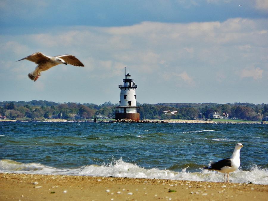 Oceanscape Photograph - Seagull Flying By The Lighthouse by Kelly Sullivan