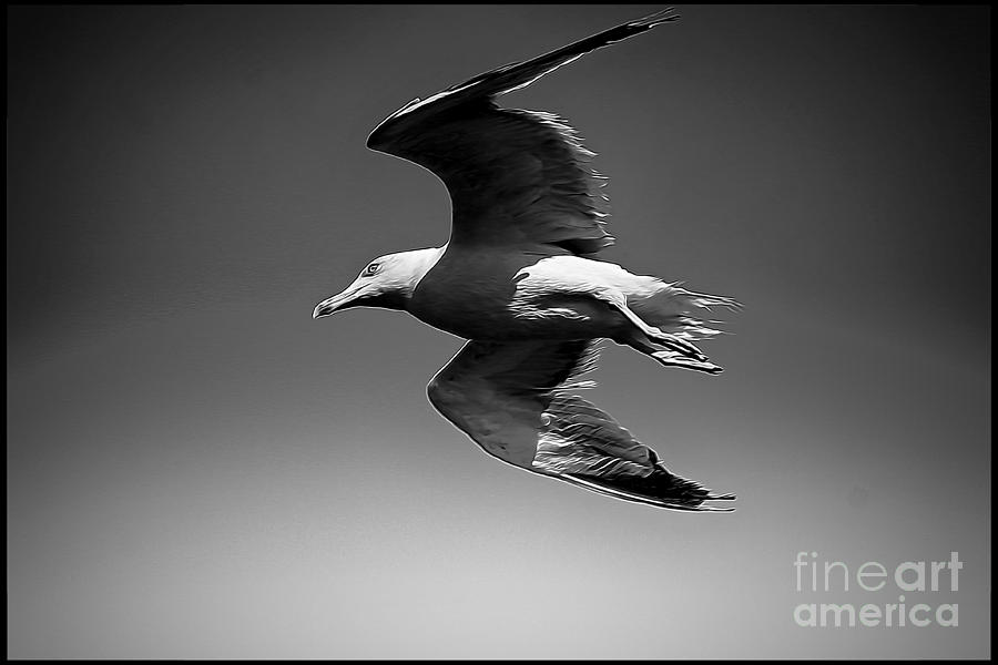 Seagull flying higher  Photograph by Stefano Senise