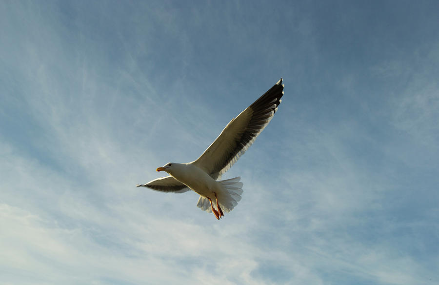 Seagull Flying In The Sky, California Photograph by Panoramic Images