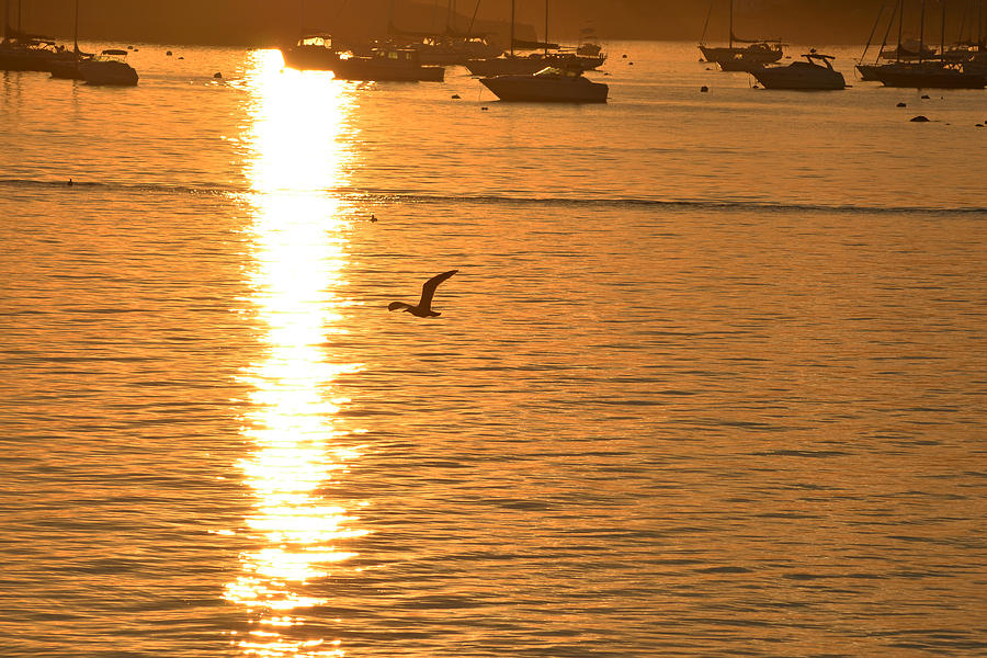 Seagull flying into the Sunset Photograph by Toby McGuire