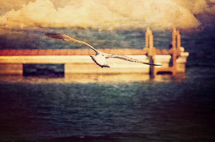 Seagull Flying Photograph by Maria Angelica Maira