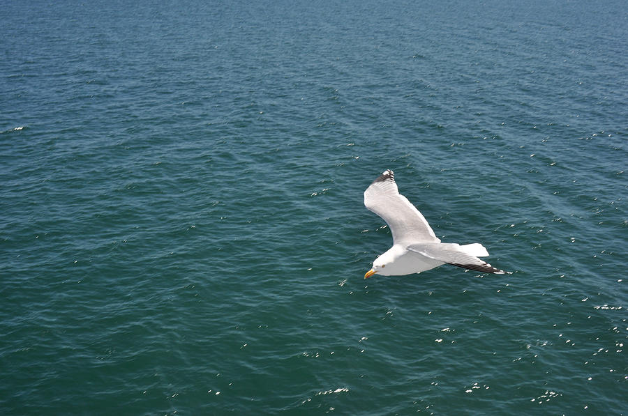 Seagull flying over Atlantic Ocean Photograph by Diane Lent