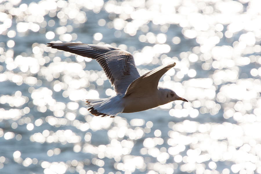 Seagull flying over river Po Photograph by Sonny Marcyan