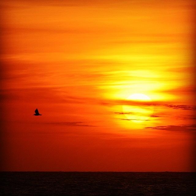 Seagull Flying Past The Sun At Sunrise Photograph by Pauly Vella
