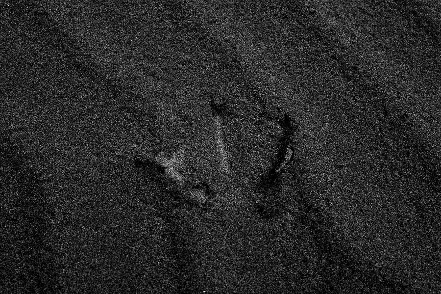 Seagull Footprint Photograph