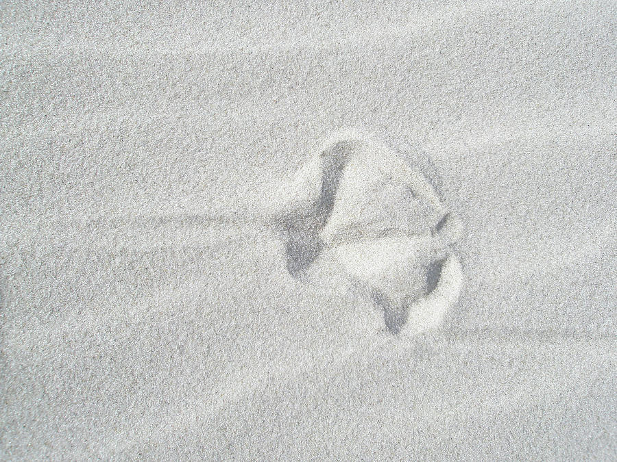 Seagull Footprint on the Sand Photograph by Carol Senske - Fine Art America