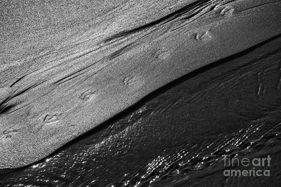 Seagull footprints Photograph by Sheila Smart Fine Art Photography
