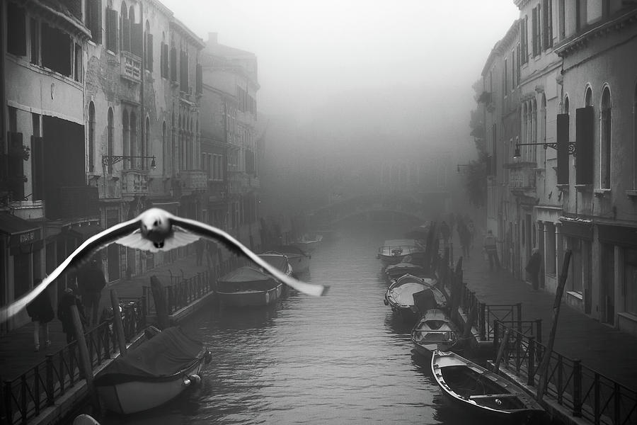 Seagull From The Mist Photograph by Stefano Avolio
