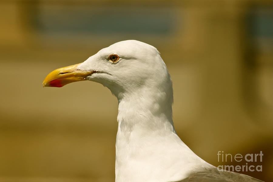 Seagull Front and Center Photograph by Michael Cinnamond