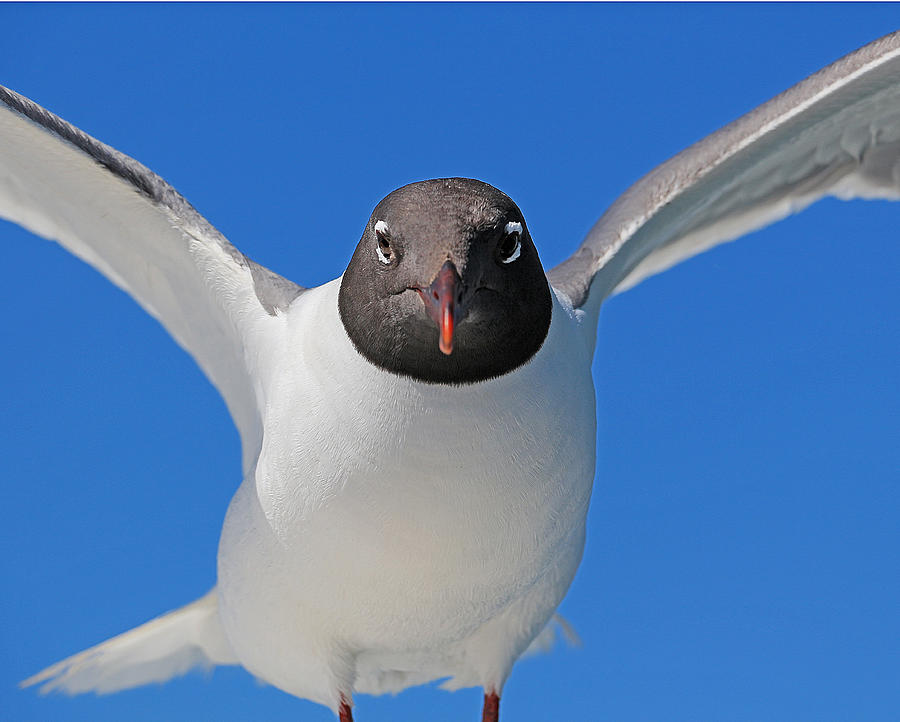 Seagull Photograph by Glenn Woodell