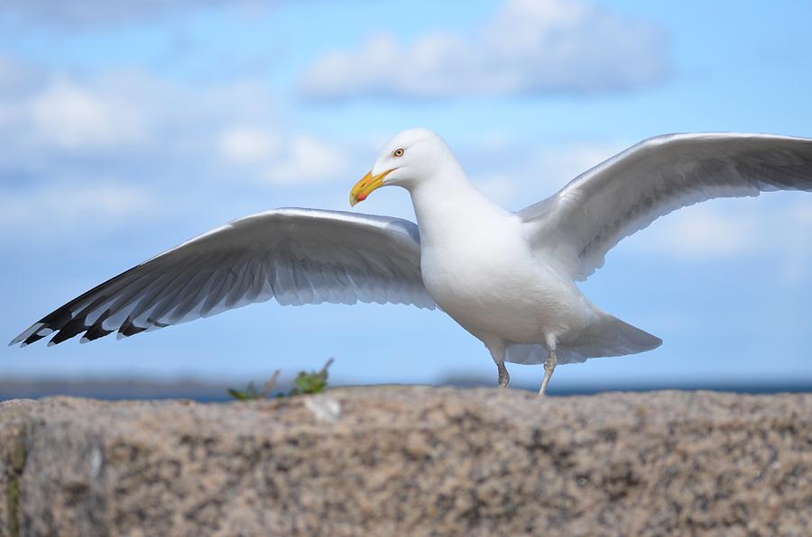 Seagull going for a hug Photograph by Toby McGuire