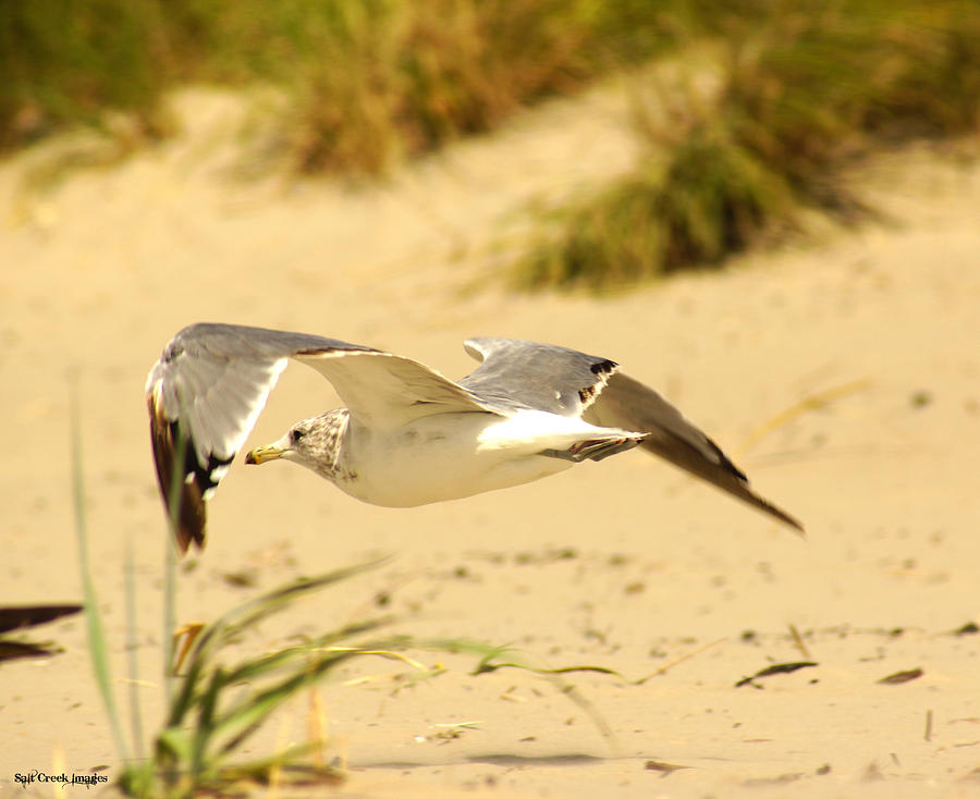 Seagull Photograph - Seagull Ground Flight by Cecily Vermote