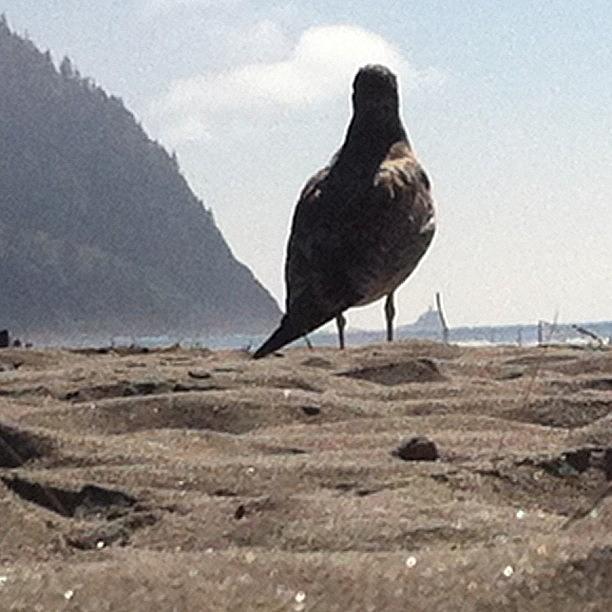Summer Photograph - Seagull Hanging Out On The Beach With by Mike Warner