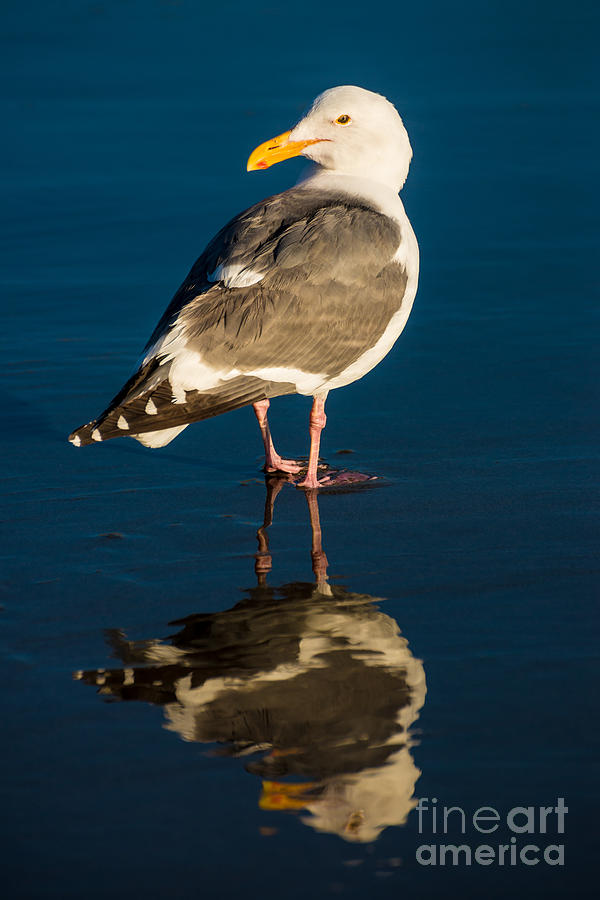 Seagull Harris Beach - Oregon Photograph by Gary Whitton