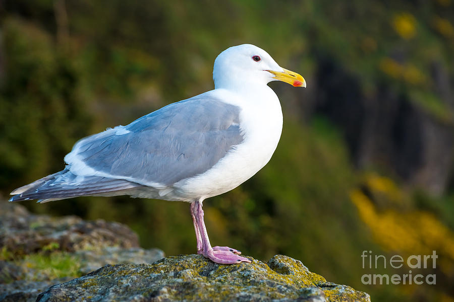 Seagull Photograph - Seagull Heceta Head - Oregon by Gary Whitton