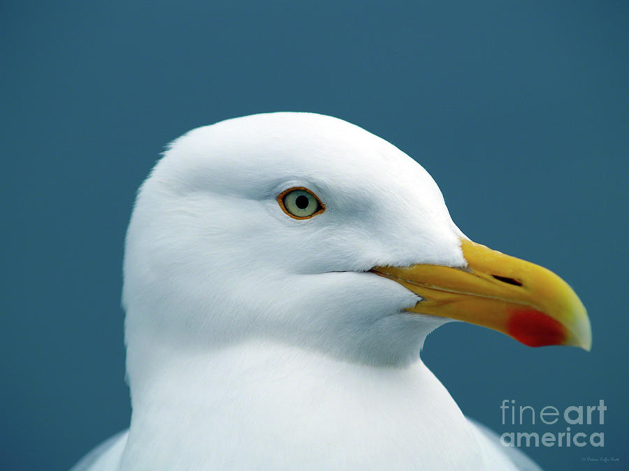 Seagull I Photograph by Patricia Griffin Brett