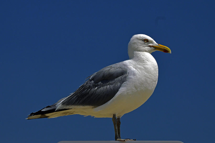 Seagull Iconic Beach Bird Photograph by Bill Swartwout