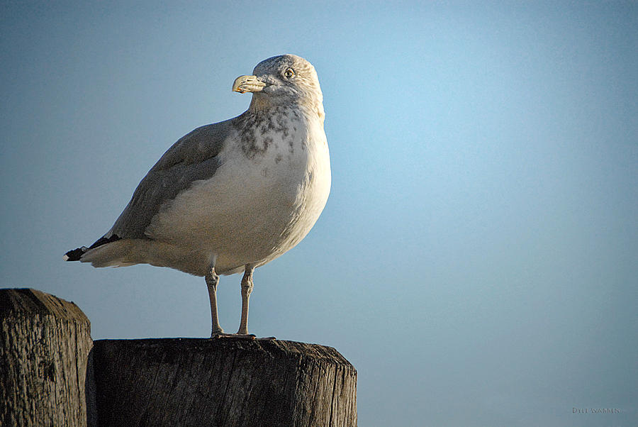 Seagull in Battery Park Photograph by Dyle   Warren