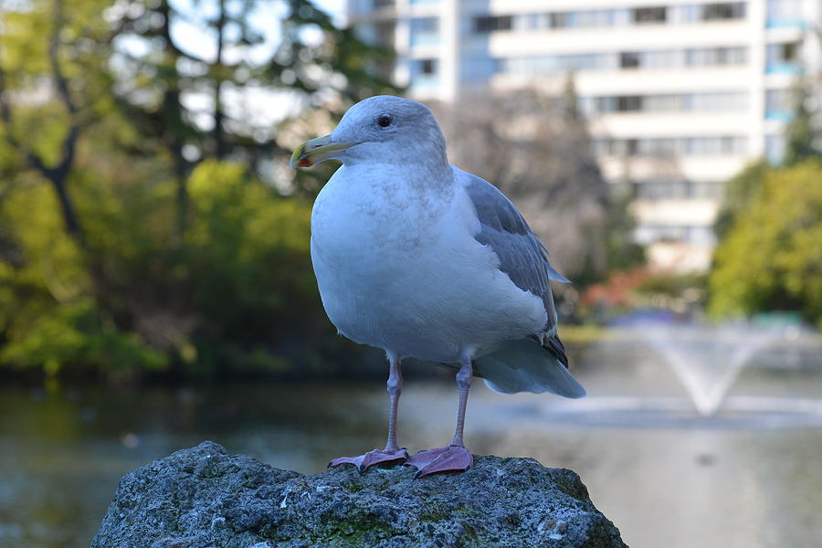Iris Photograph - Seagull In Beacon Hill Park Victoria Bc by Lawrence Christopher