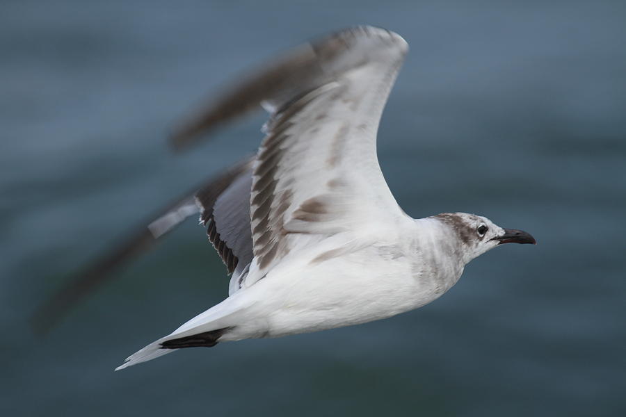 Seagull Photograph - Seagull in Flight 12 by Cathy Lindsey