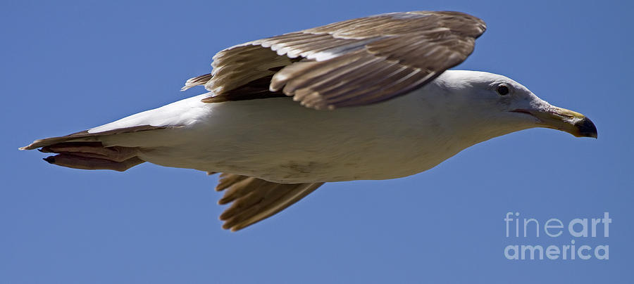 Seagull In Flight   #3507 Photograph by J L Woody Wooden