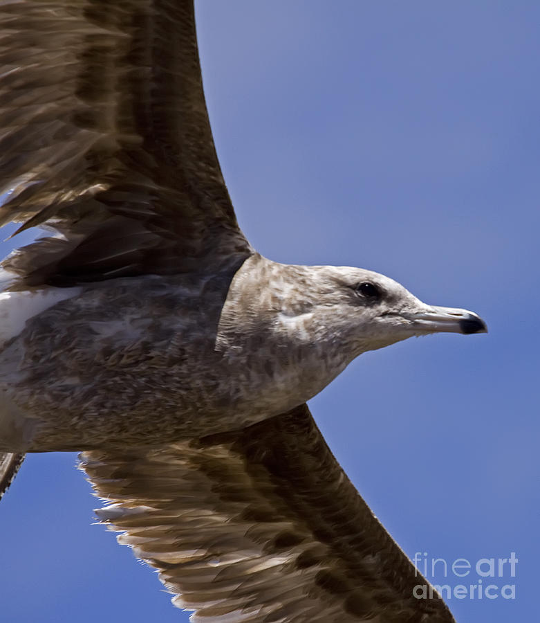 Seagull In Flight   #3539 Photograph by J L Woody Wooden