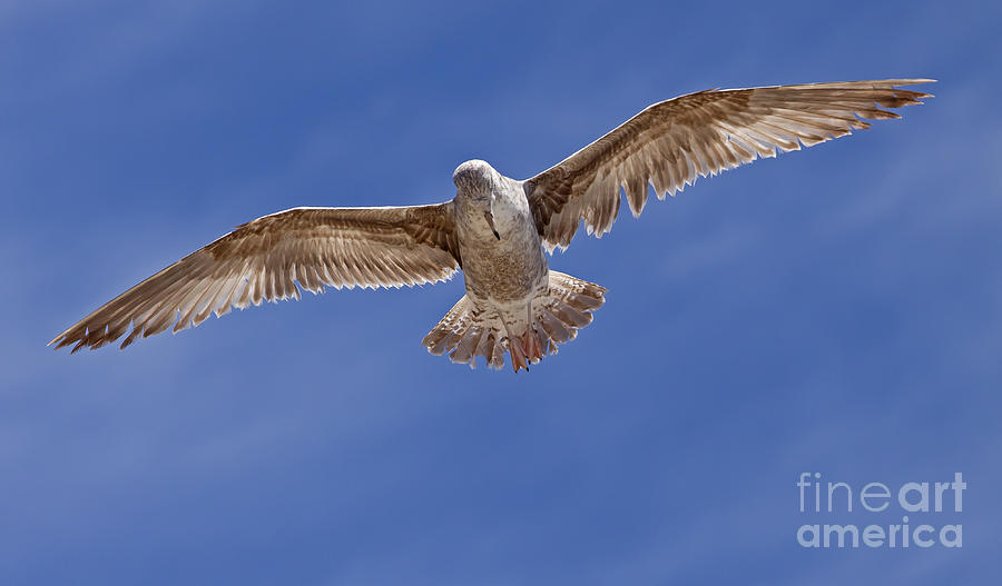 Seagull In Flight   #3922 Photograph by J L Woody Wooden