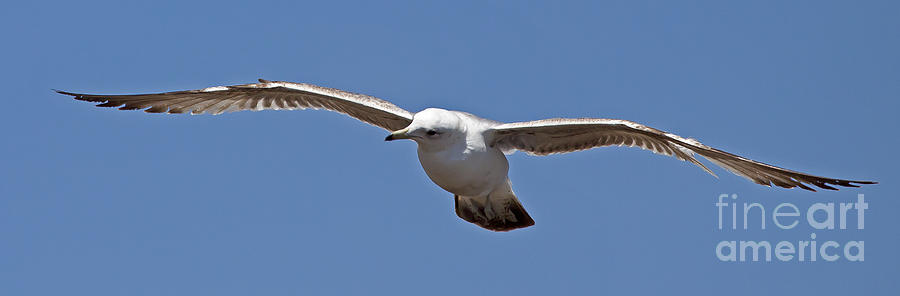 Seagull In Flight   #4122 Photograph by J L Woody Wooden