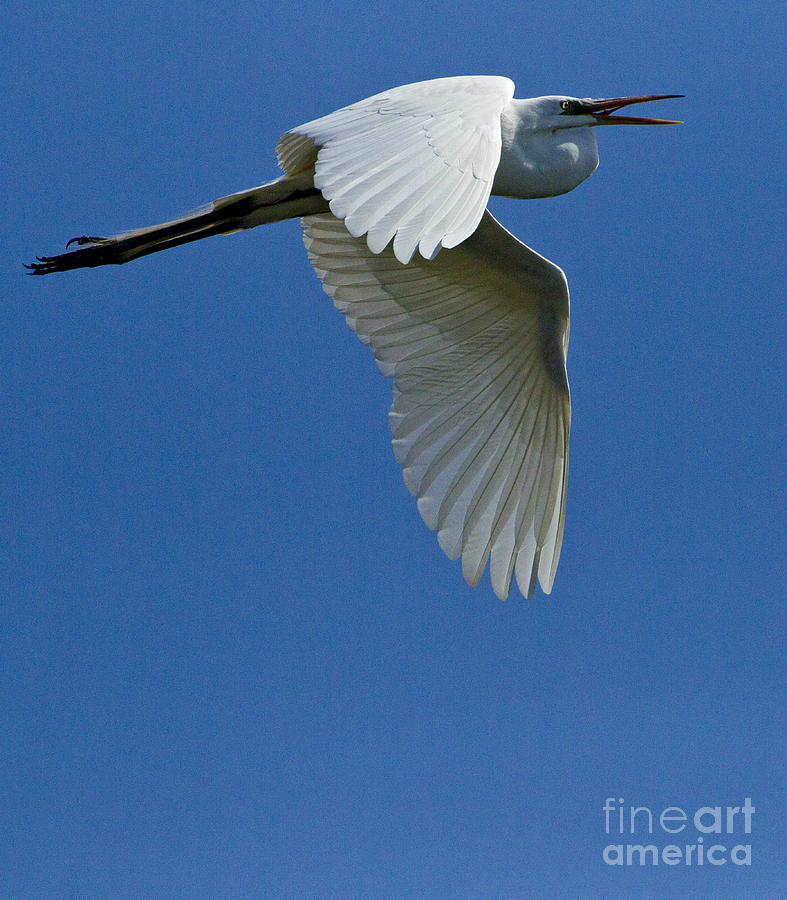 White Egret In Flight   #6770 Photograph by J L Woody Wooden