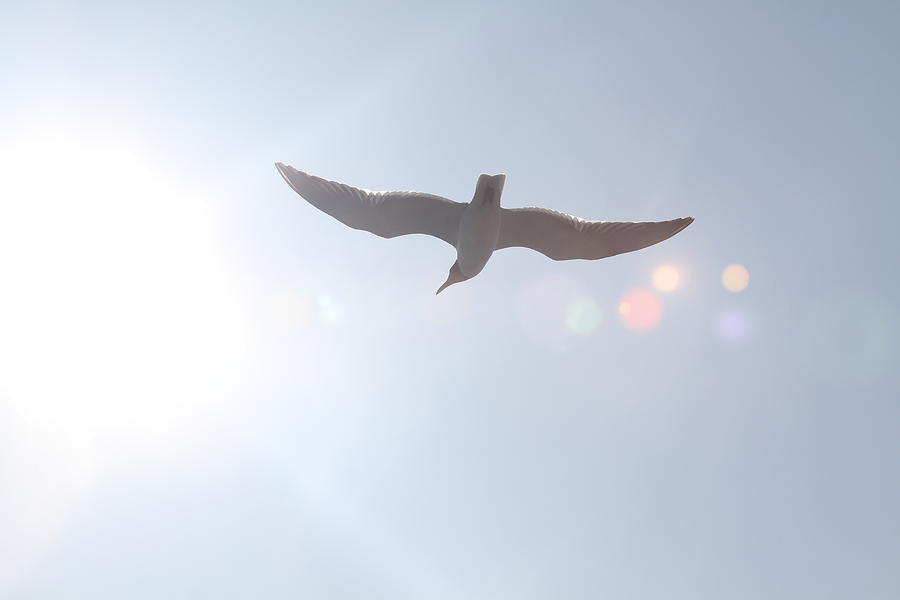 Seagull Photograph - Seagull In Flight 7 by Cathy Lindsey